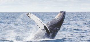 Whale Watching